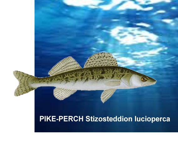 Pike-Perch